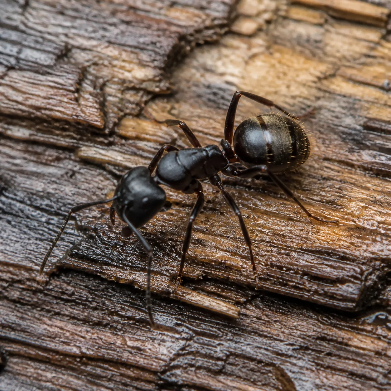 Carpenter Ant identification photo