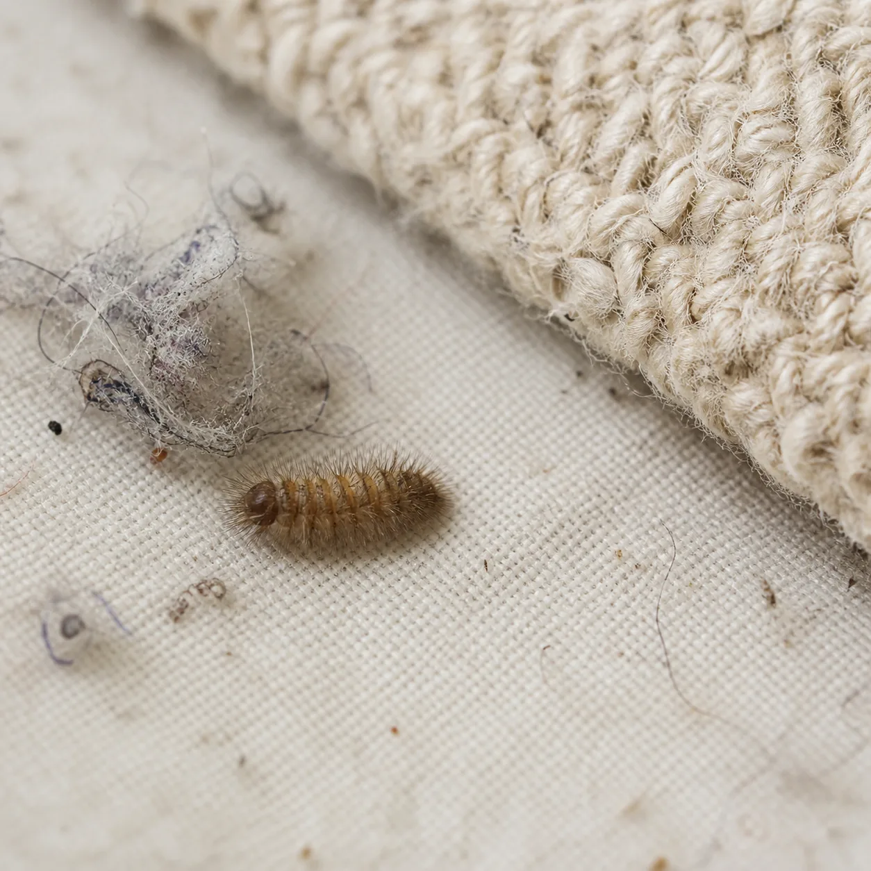 Carpet Beetle identification photo