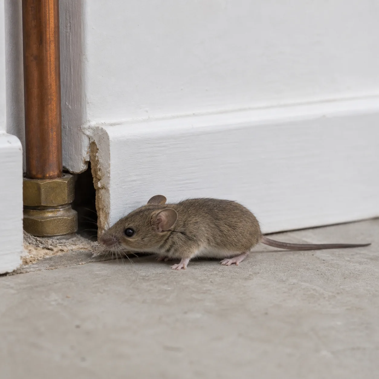 House Mouse identification photo