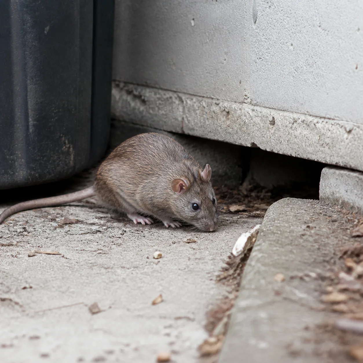 Rat identification photo