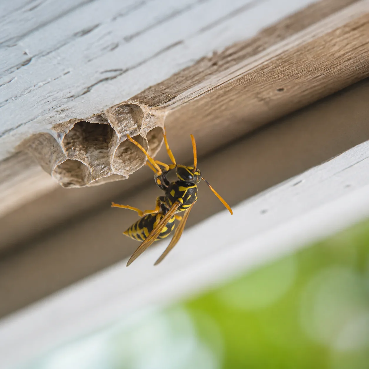 Wasp identification photo