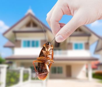 Hand holding Cockroach on house background, eliminate cockroach in house,Cockroaches as carriers of disease