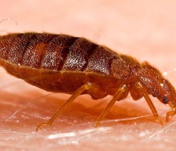 bed-bug-guide-how-to-find-them-how-to-kill-them-how-to-prevent-them-easy-diy-tips-and-tricks