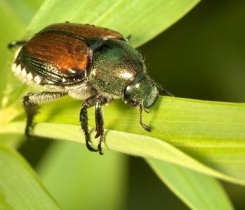 Beetle Control